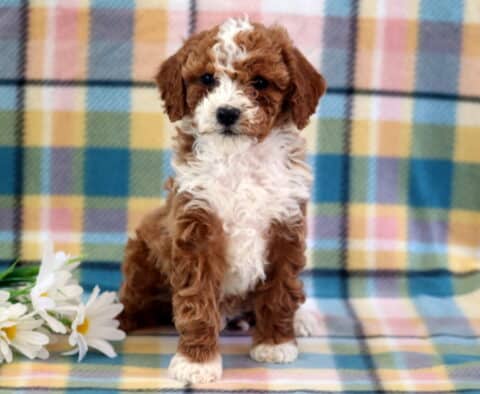 Cj Mini Poodle