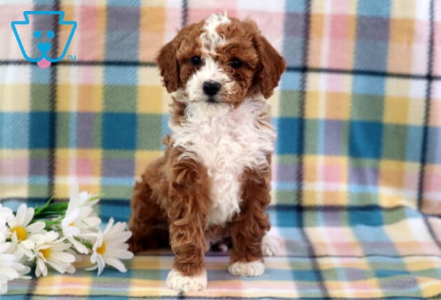 Cj Mini Poodle image