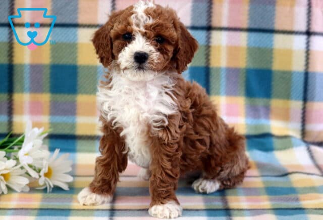 Cj Mini Poodle2 image