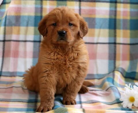 Coco Golden