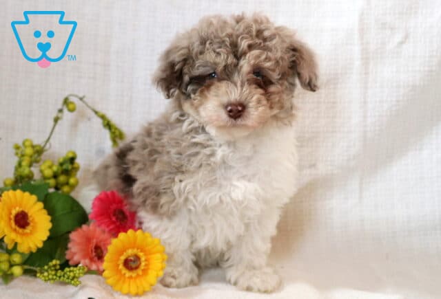 Colby Toy Poodle image