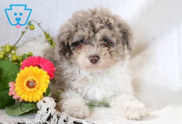 Colby Toy Poodle2 image