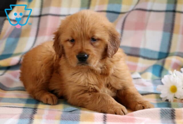 Cookie Golden2 image