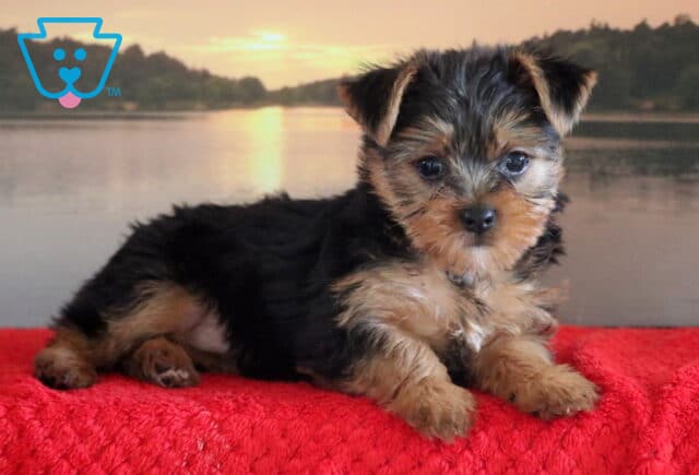 Cookie Yorkie image