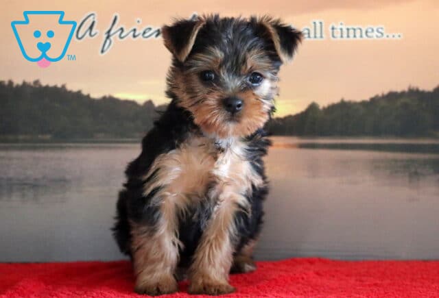 Cookie Yorkie2 image