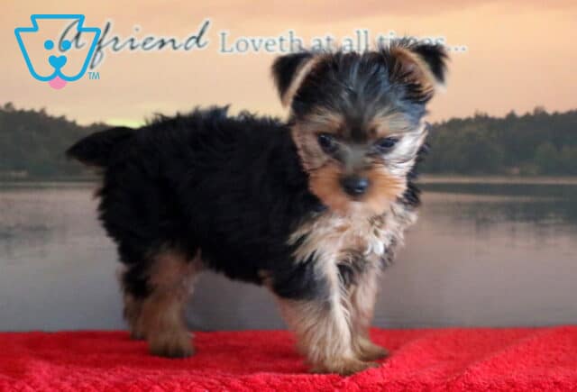 Cookie Yorkie3 image