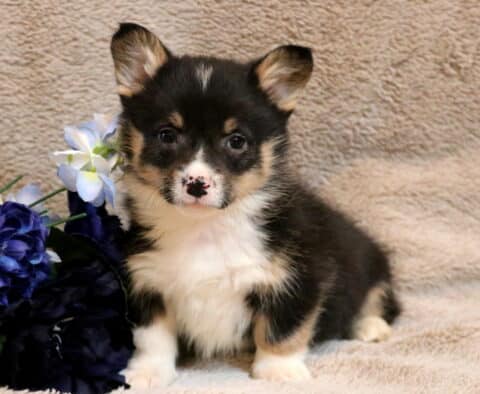 Cruz Corgi2