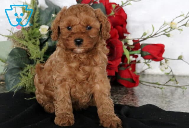 Cuddles Cavapoo image