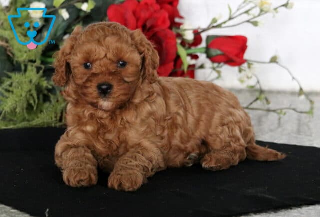 Cuddles Cavapoo2 image