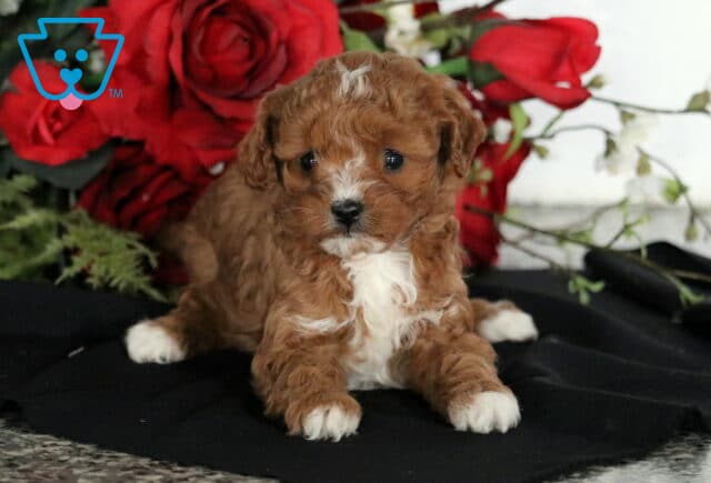 Cupcake Cavapoo image
