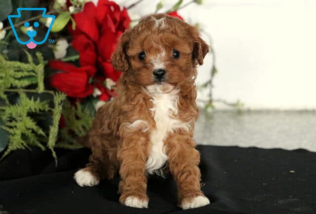 Cupcake Cavapoo2 image