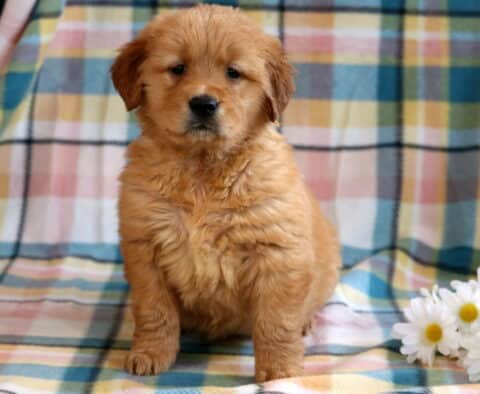Cupcake Golden