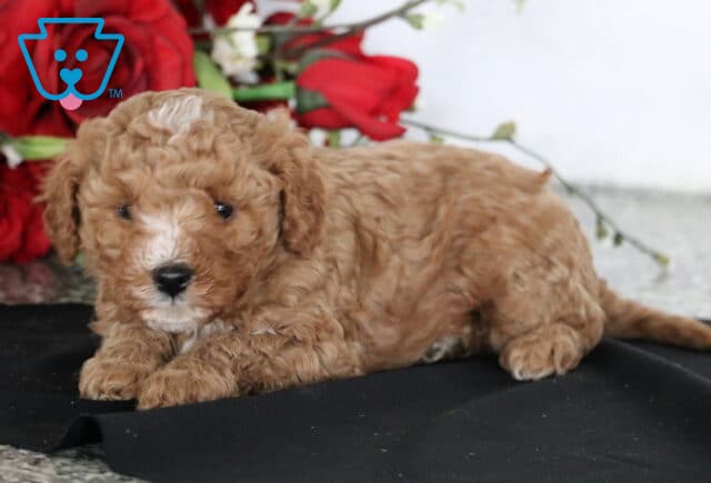 Cupid Cavapoo2 image