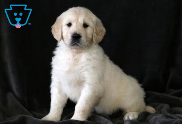 Dakota Golden image