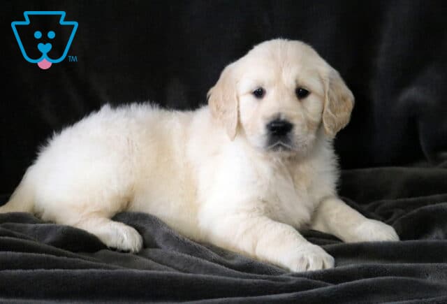Dakota Golden2 image