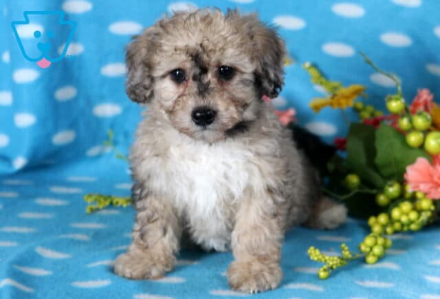 Desi Bichpoo image