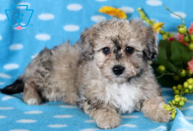 Desi Bichpoo2 image