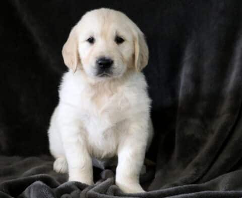 Dexter Golden