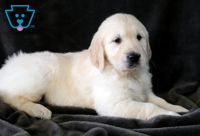 Dexter Golden2 image