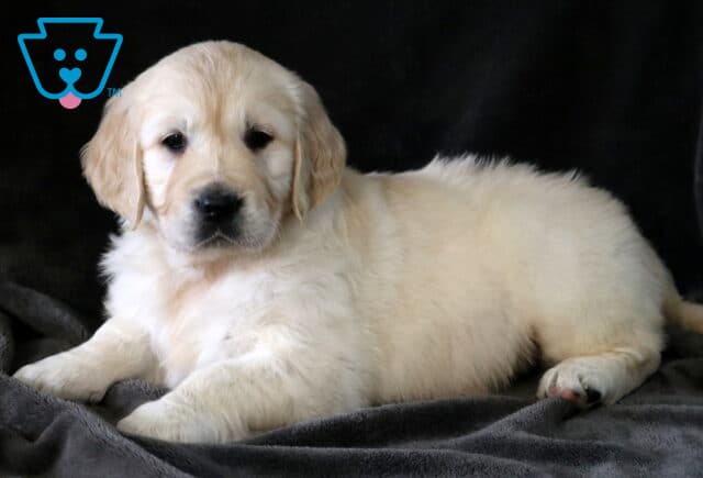 Dora Golden2 image
