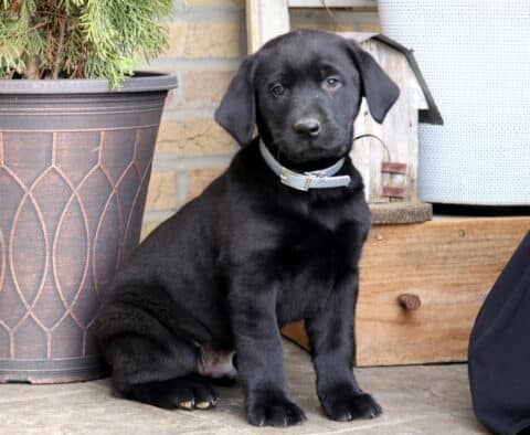 Dunkin Black Lab