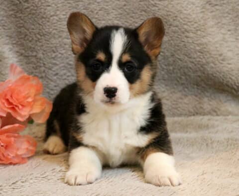 Emma Corgi