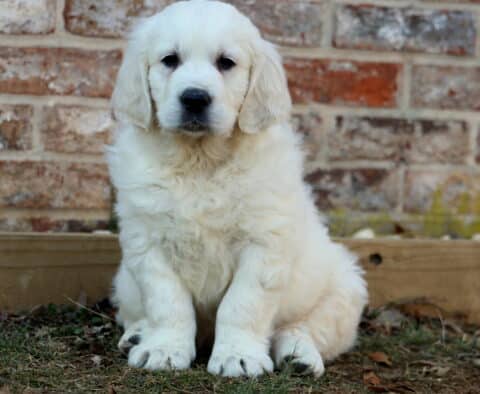 Farlow EC GOlden
