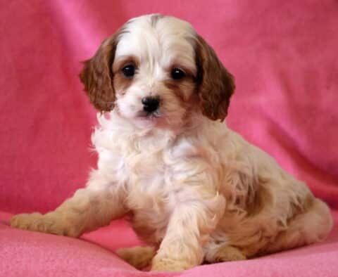 Farrah Cavapoo