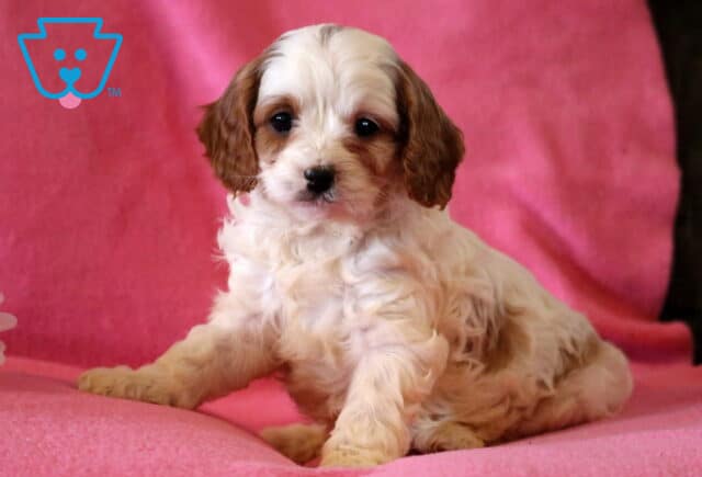 Farrah Cavapoo image