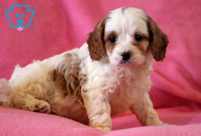 Farrah Cavapoo2 image