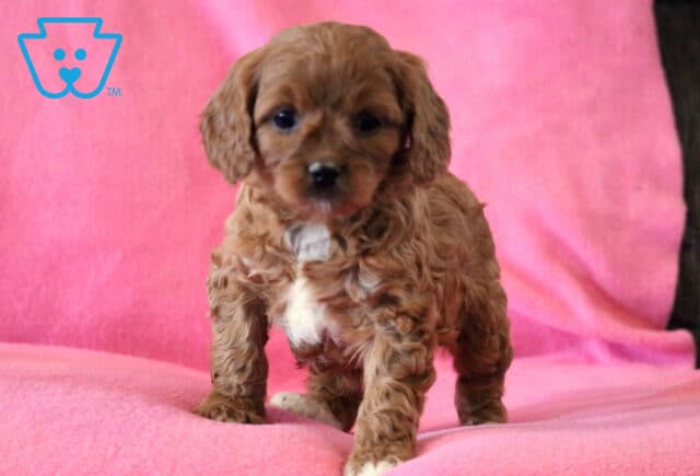 Foxy Cavapoo image