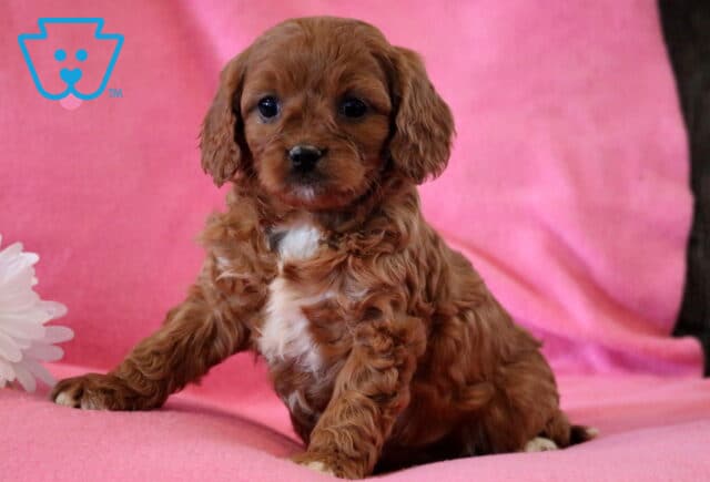 Foxy Cavapoo2 image