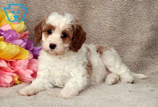 Gabby Cavapoo2 image