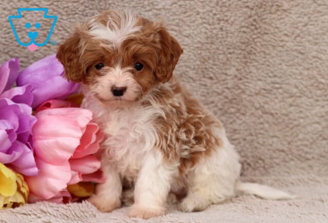 Ginger Cavapoo image