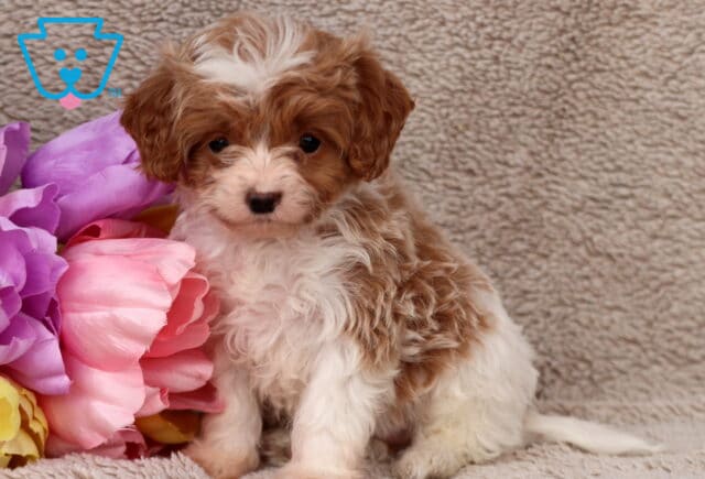 Ginger Cavapoo2 image