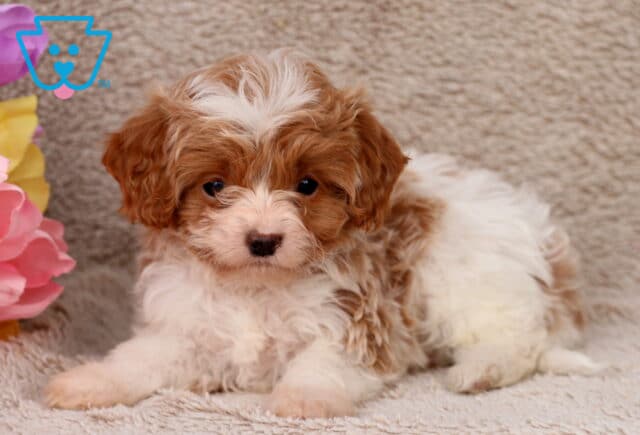 Ginger Cavapoo3 image