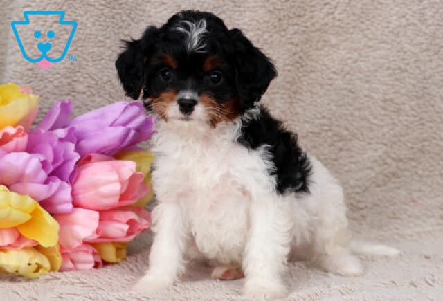 Glory Cavapoo image