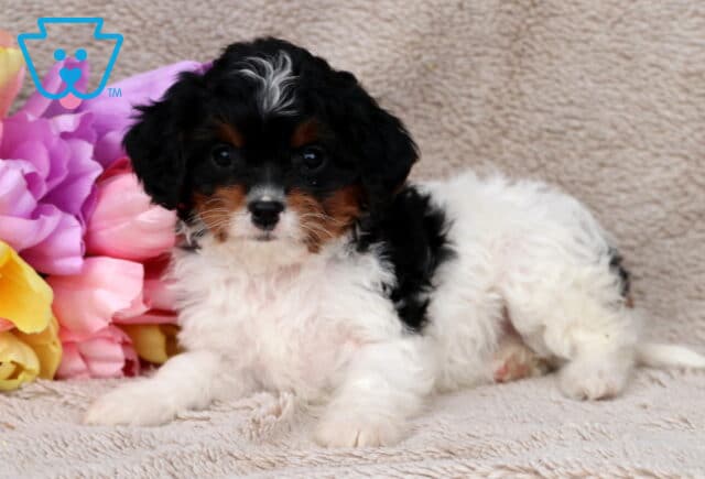 Glory Cavapoo2 image