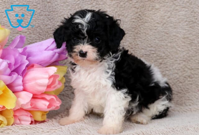 Graham Cavapoo image