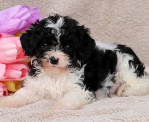Graham Cavapoo2