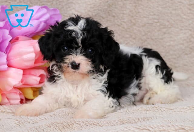 Graham Cavapoo2 image