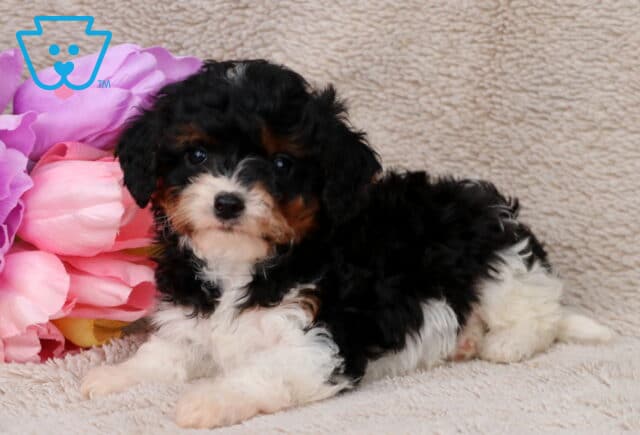 Greggy Cavapoo image