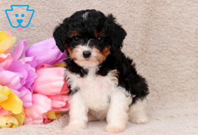 Greggy Cavapoo2 image