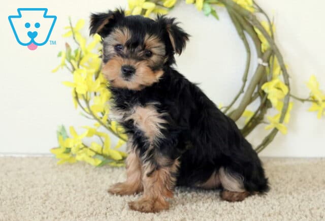 Harmony Yorkie image