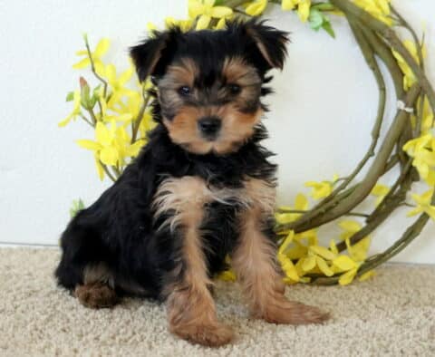 Harmony Yorkie2