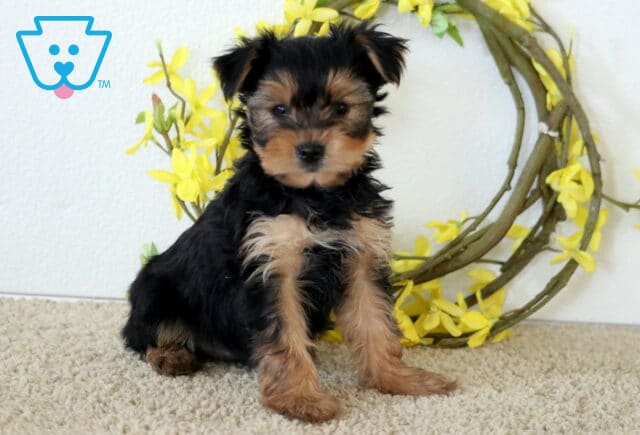 Harmony Yorkie2 image