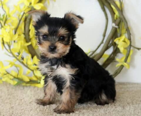 Harvey Yorkie
