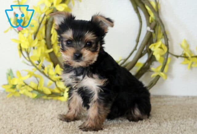 Harvey Yorkie image