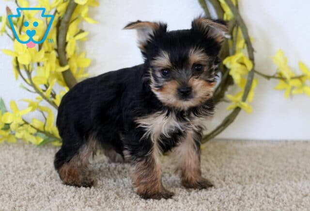 Harvey Yorkie2 image