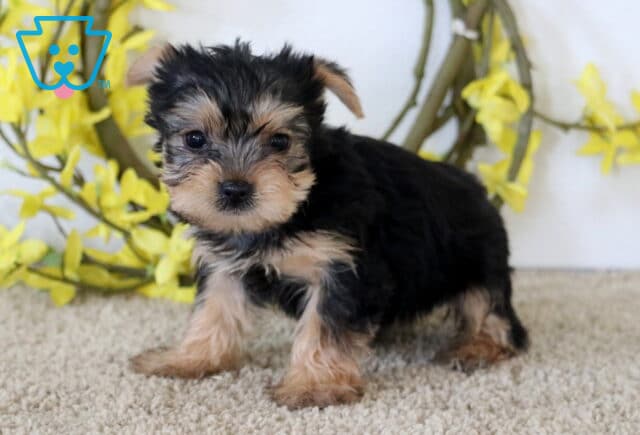 Honey Yorkie image